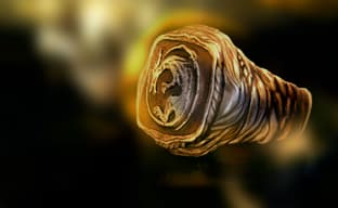 Представлено серебряное кольцо с дремлющим драконом из Dark Souls за 155 евро