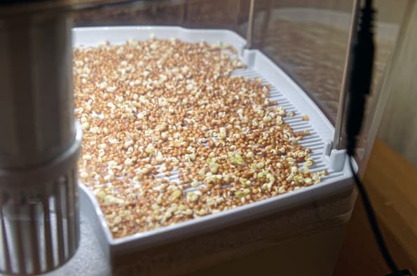 Проращиватель Rawmid DS-01