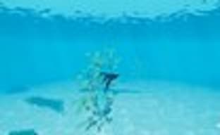 E3-демонстрация Abzu