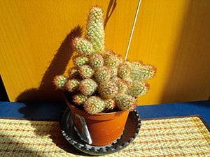 Фотографии смартфона LG Optimus G Pro