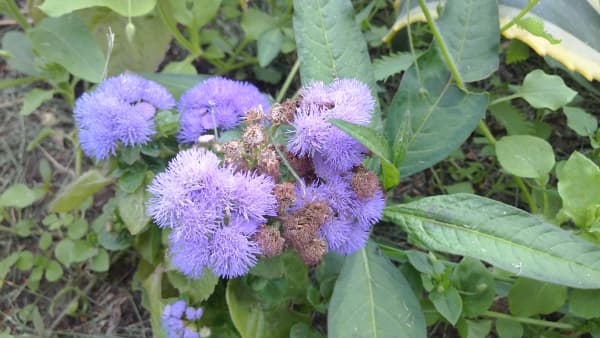 Huawei Ascend P1 — макросъемка Обзор коммуникатора Huawei Ascend P1