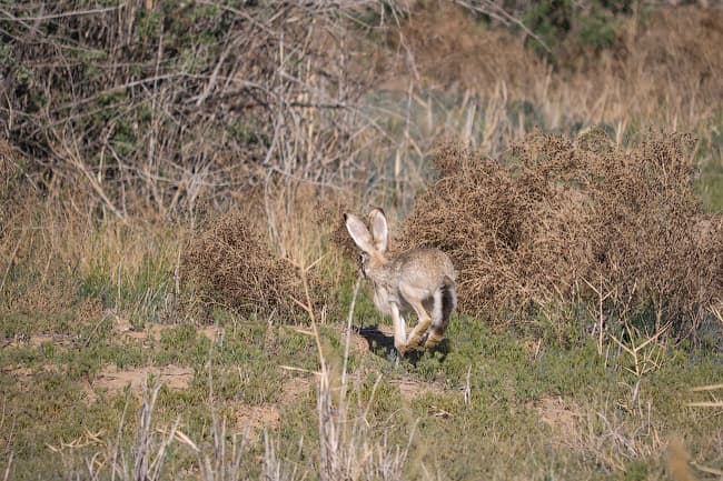 Panasonic GH3 — система фокусировки