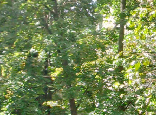 Снимок на тыловую камеру смартфона BlackBerry Q5