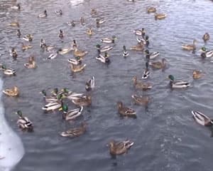 SONY DVD-403E, sony.mpg, 5,0 MB