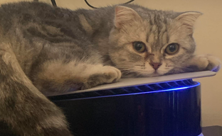 Настоящие котики живо реагируют на кота из Stray