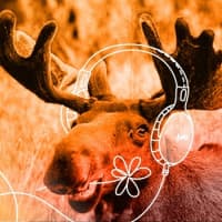 Internet radio "Echo l'OCEJ" - new season open