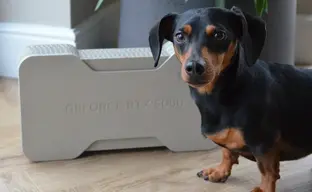 Журналисты распаковали GeForce RTX 5090 Founders Edition. Кейс от видеокарты понравился даже собаке