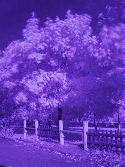 Снимок с фильтром ИКС 1