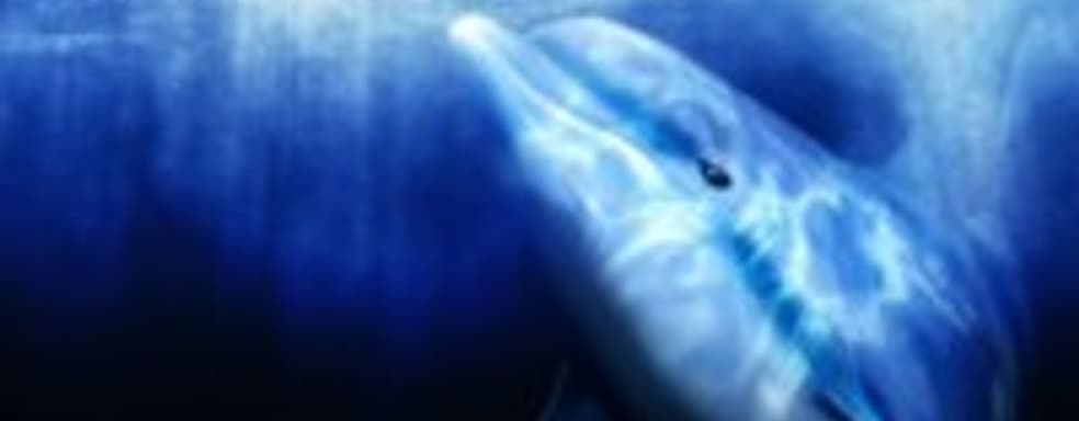 Серия Ecco the Dolphin может получить новую часть