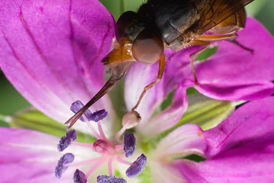 Освещение - встроенная вспышка и рассеиватель