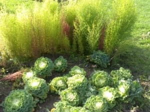 камера Sony Xperia sola — примеры снимков