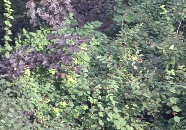 Снимок на камеру iPhone 5