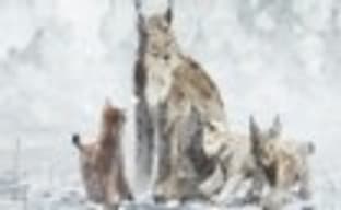 Shelter 2 немного задержится и выйдет 9 марта