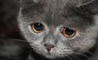 Activision не имеет претензий к Double Fine насчет Brutal Legend