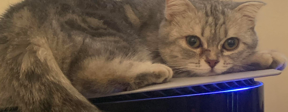 Настоящие котики живо реагируют на кота из Stray