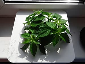 Фотографии смартфона LG Optimus G Pro