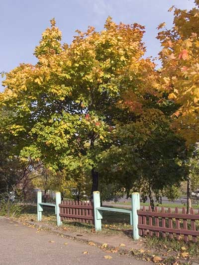 Обычная фотография