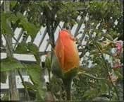 кодек ASV2 с качеством