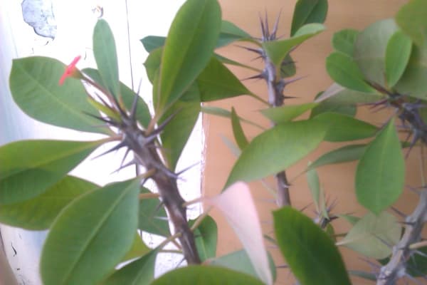 примеры снимков HTC Desire C