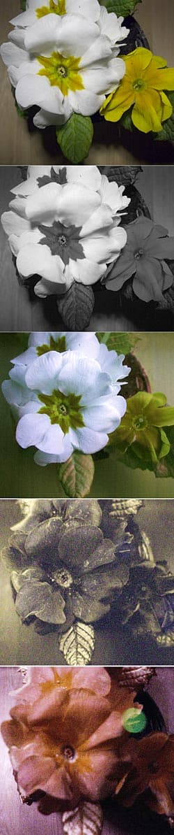 Canon PS G2, примула