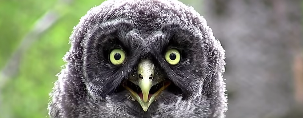 Создатели Genshin Impact и Discovery выпустили благотворительную документалку «Голоса природы»