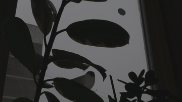 Видеокамера Canon XC10