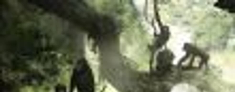 20 минут в компании с приматами: игровой процесс доисторического выживания Ancestors: The Humankind Odyssey