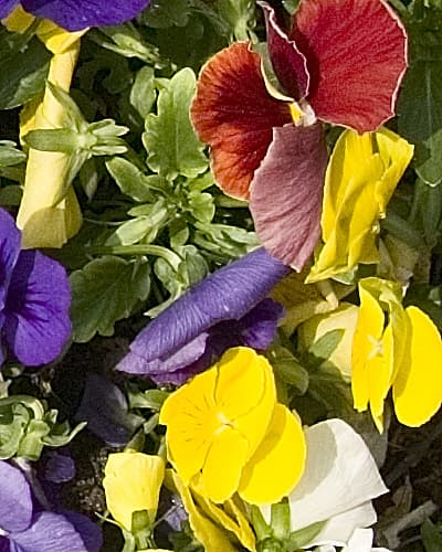 Panasonic DMC-LC1 Lumix