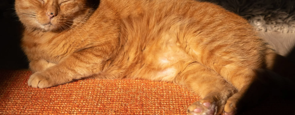 Котики саботировали разработку Stray, но иногда всё же помогали