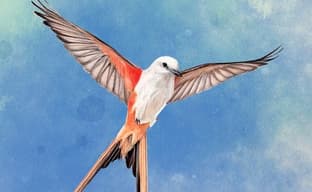 Карточная стратегия для фанатов орнитологии Wingspan выйдет на консолях PlayStation