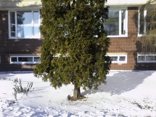 Highscreen Jet Duo пример снимка Highscreen Jet Duo пример снимка