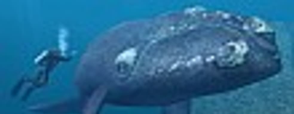 Endless Ocean – релаксирующие погружения