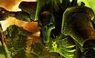 Relic работает над Dawn of War 2?