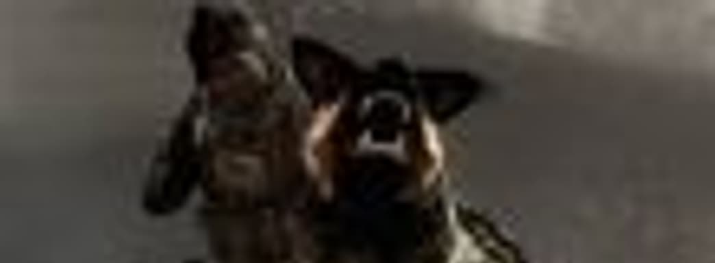 Activision не нравится, что компания, оказывающая услуги по уборке за домашними животными, называется Call of Doodee