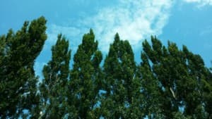 Samsung Galaxy Mega, пример снимка