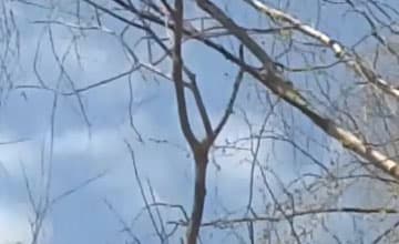 Видеосъемка смартфоном. HTC One M9 Plus