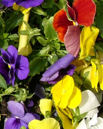 Panasonic DMC-LC1 Lumix