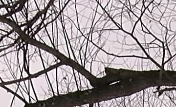 Видеокамера JVC GY-HM170