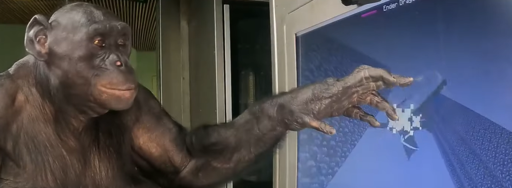 Блогер научил обезьян играть в Minecraft. Они вместе убили Дракона Края и прошли игру