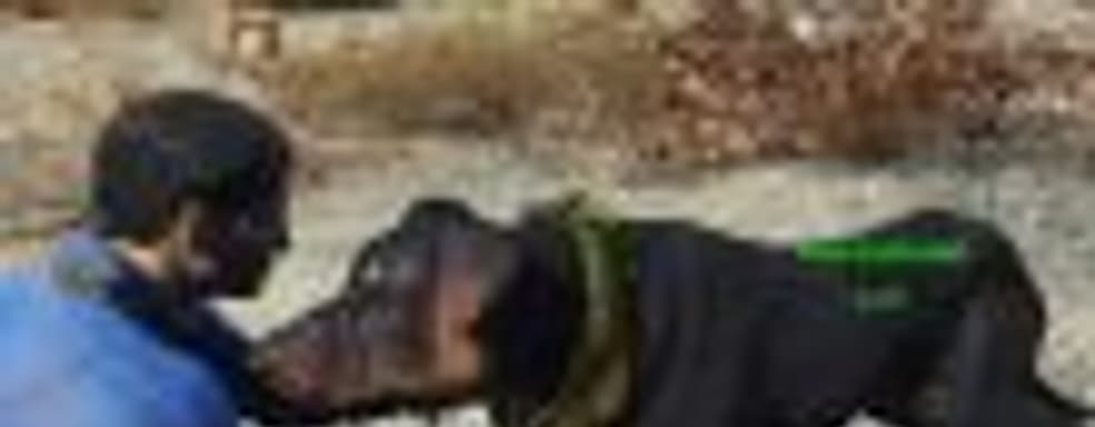 Мод для Fallout 4 позволяет погладить любую собаку в игре