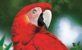 «Джунгли зовут!»: открылся предзаказ на настольную игру «Дикая природа Амазонии»