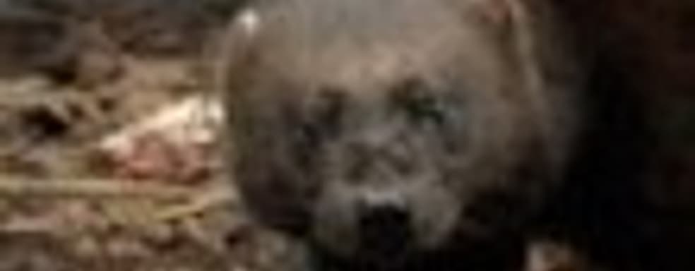 Росомаху в зоопарке Эдинбурга переименовали в Логана 