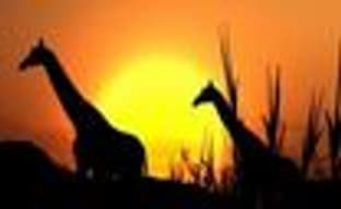 Японские игровые продажи (25-31 августа 2008)