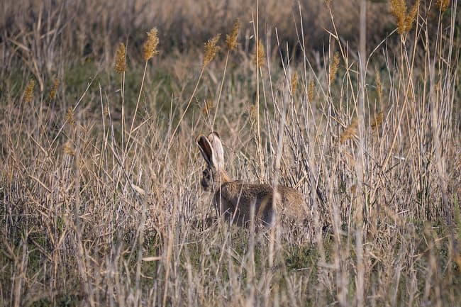 Panasonic GH3 — система фокусировки
