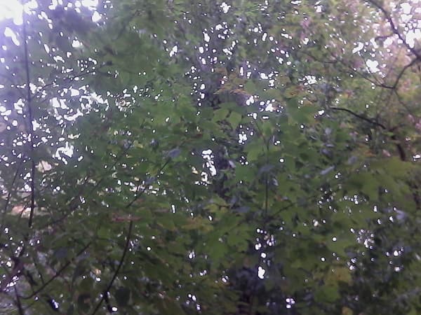 Пример фотографии, сделанной на Android Star A1000