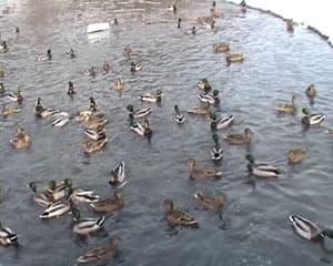 JVC GR-D93E, jvc.mpg, 4,9 MB