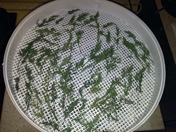 Электросушилка для продуктов Ротор «Дива» СШ-007