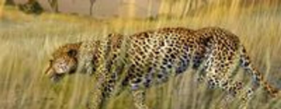 Кому Afrika за $20?