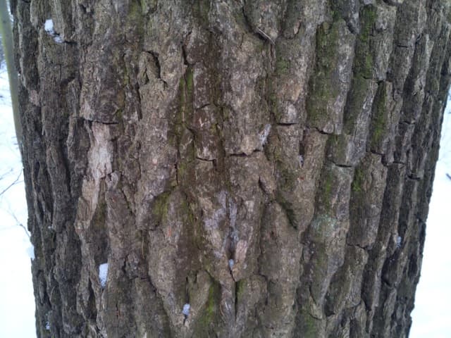 Обзор Pantech Vega Iron. Демонстрационный снимок