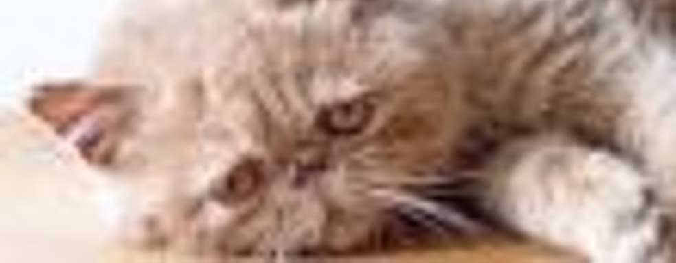 Игроки выступают против «животного расизма» в Red Dead Redemption 2